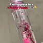 Flower Petals Moisturising Lipgloss